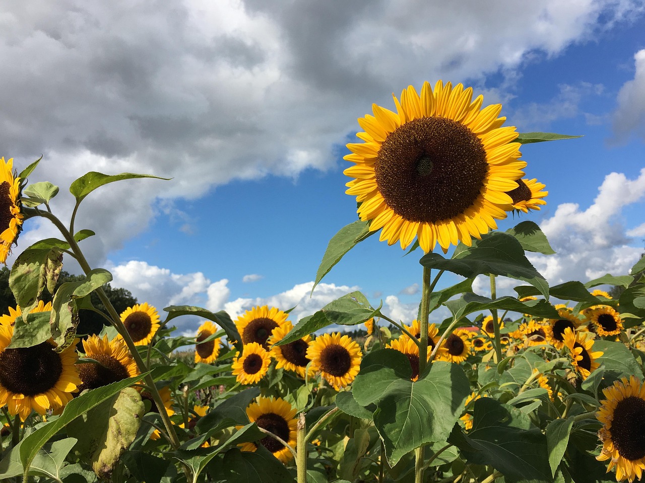Sunflowers 961739 1280